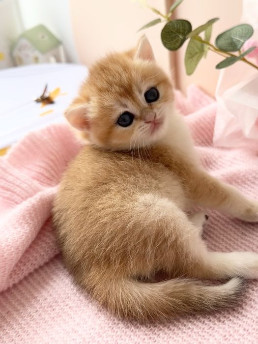 Котята Бритаские Шиншиллы