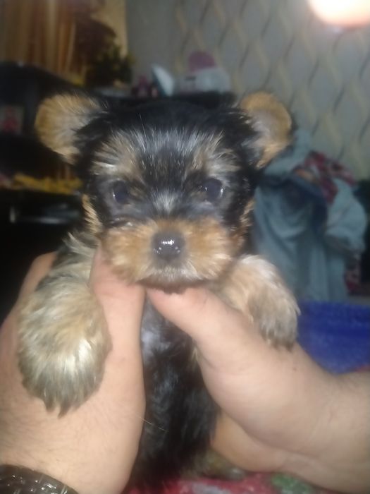 Йоркширский терьер