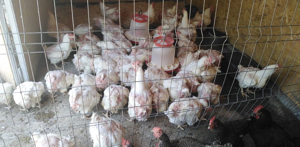 Pui crescuți bio cu grâu, porumb și floarea-soarelui,de vânzare!