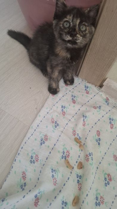 Отдам двухмесячную девочку