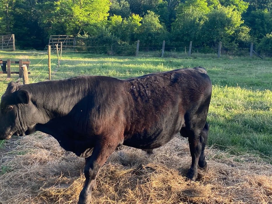 taur Angus 9 luni