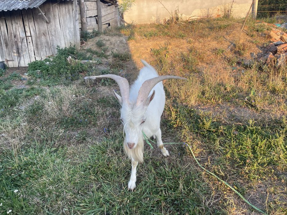 Vând țap sau schimb, tot saanen doar ca as vrea fara coarne.