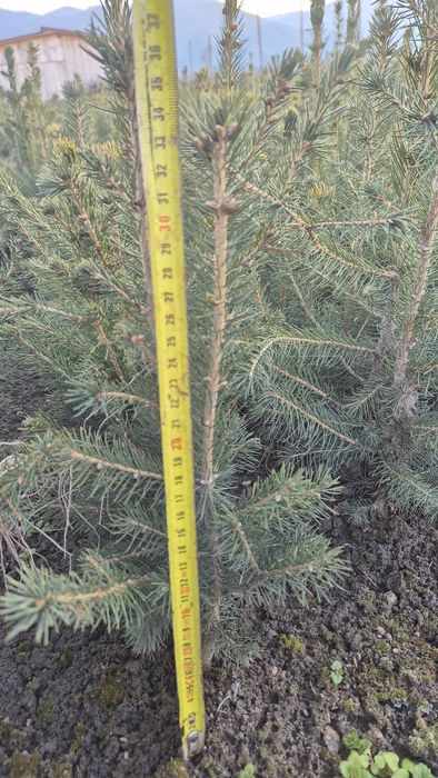 Puieti specia  Molid