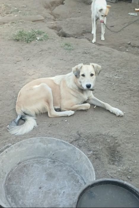 Отдам собак в добрые руки