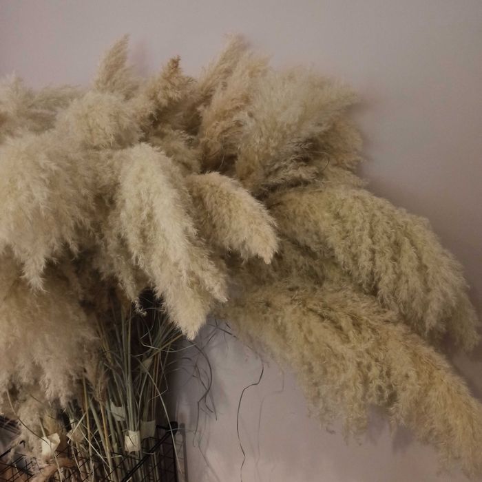 Iarba de pampas alba