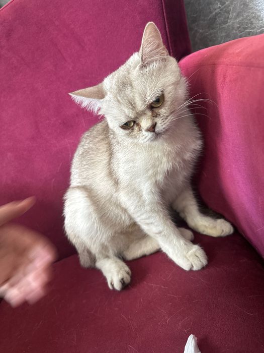 Кошка прадаётся белгирский