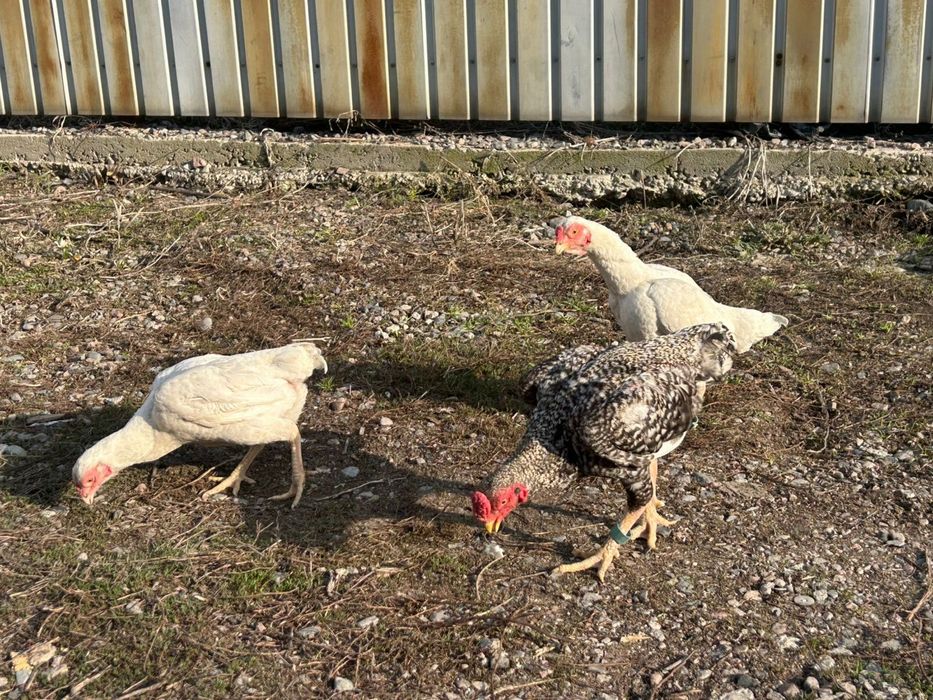 Ко шамо 2+1 семья