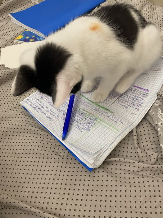 Котенок 4 месяца