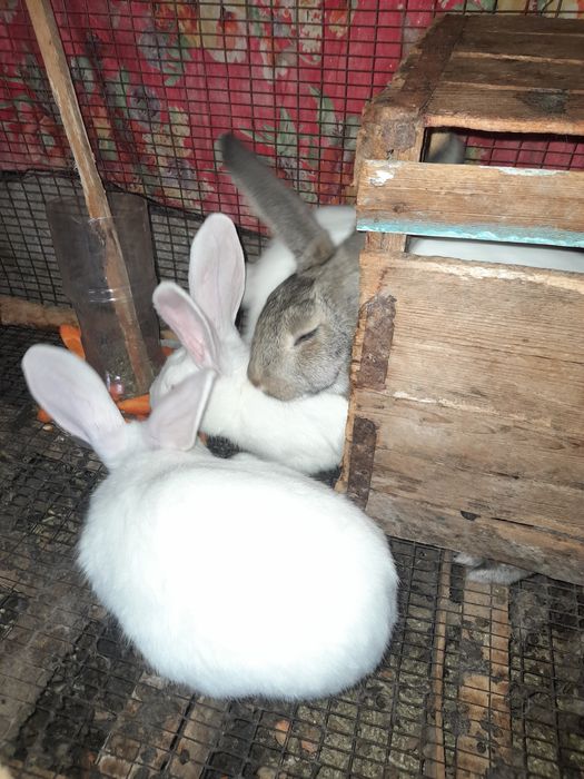 Quyon aralash 170min kelishamiz 4yarim oyli