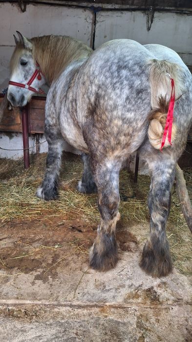 manza ardeneza   grea