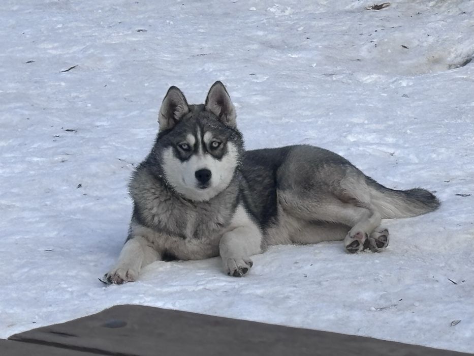 Отдам две собаки в добрые руки