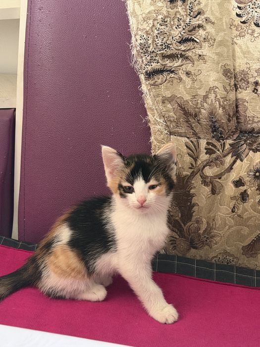 Котята марғау бесплатно