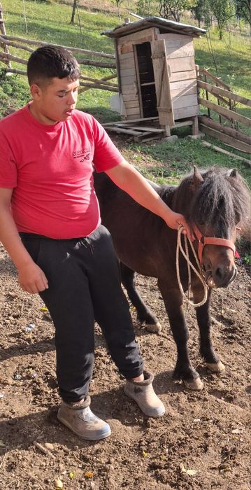 De vanzare ponei