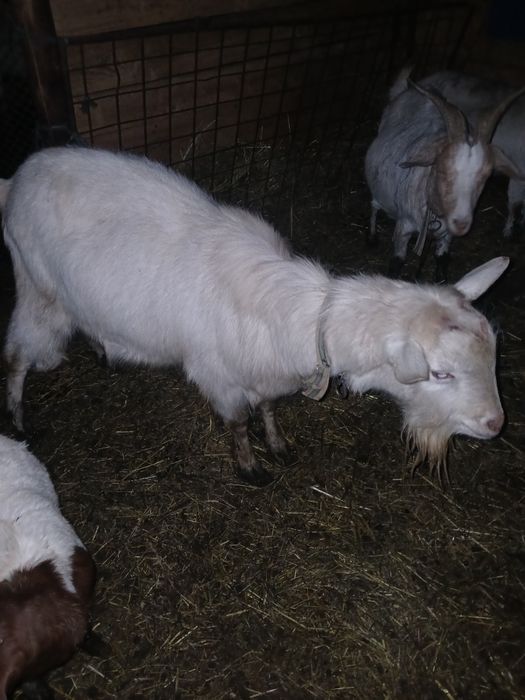 Vand 2 tapi frumosi si buni