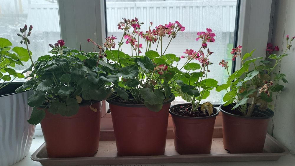 Продам герань комнатную