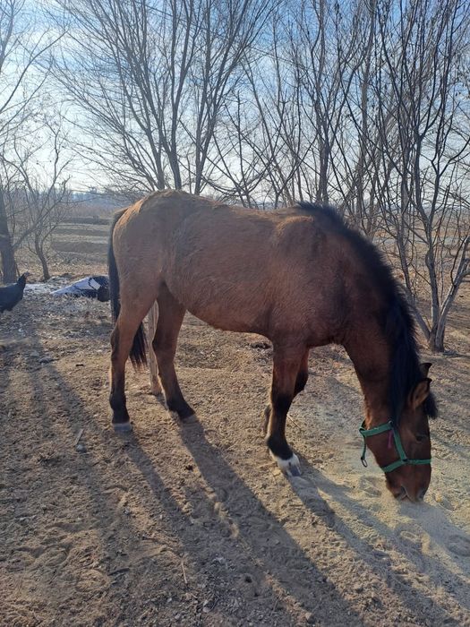 Продам коня здоровый упитоный