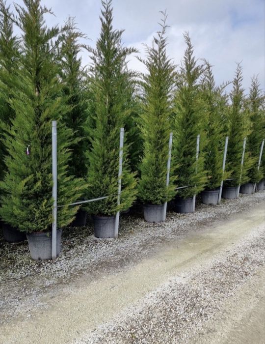 Leylandii la reducere