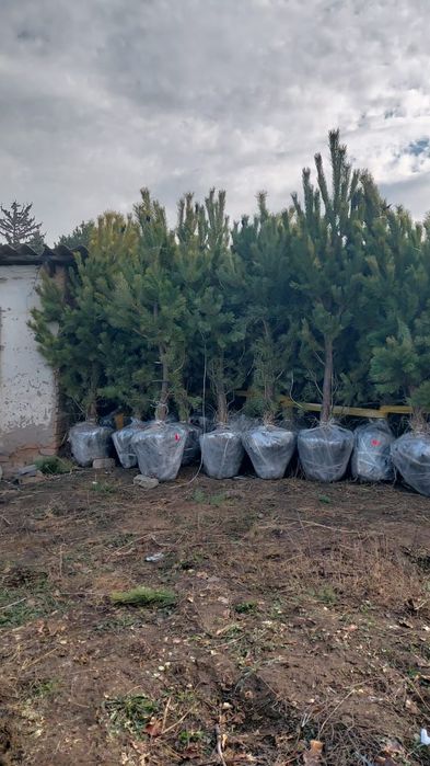 Саженцы көшеттердың барлық түрі бар