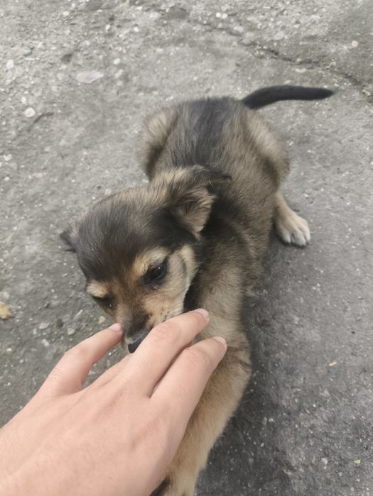 Красавец си търси ДОМ!