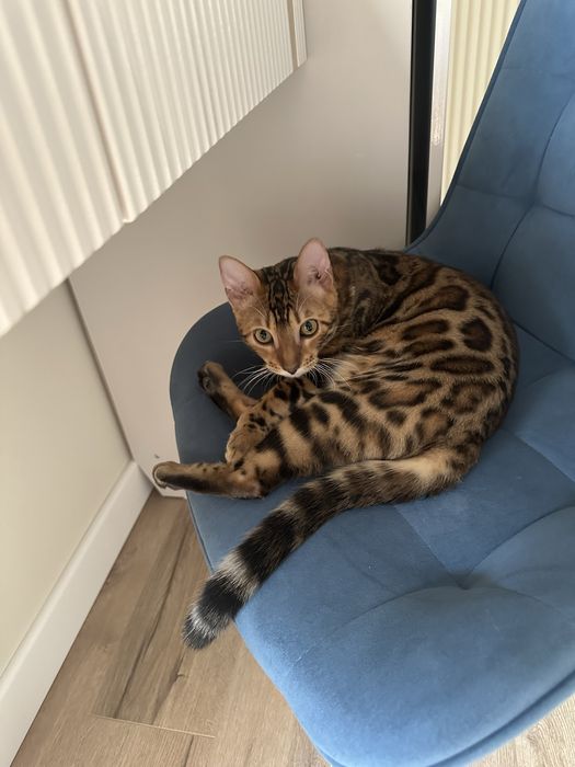 Бенгал с паспортом