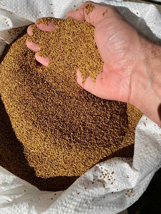 Продавам люцернево семе.