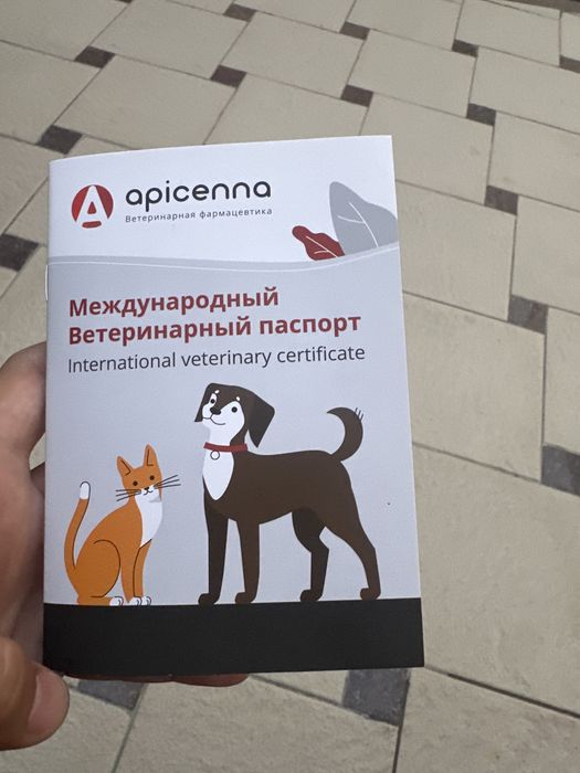Кошка парода Манчкин 3,5месяца