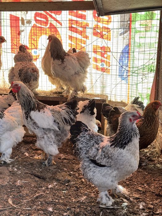 Продаётся петухи брама