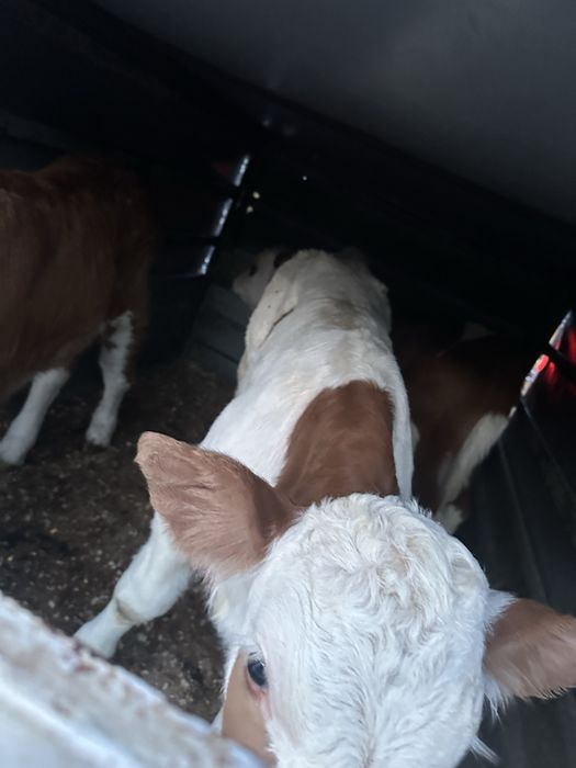 3 taurasi baltati de 1-2 saptamani