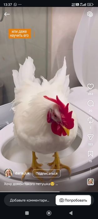Домашний ручной петушок Чика