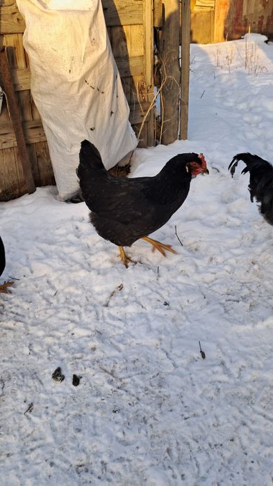 Продам курей и петухов