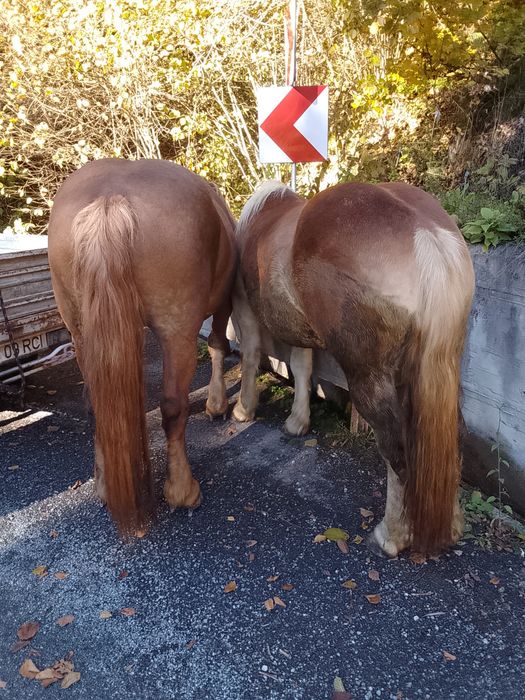 Vând iapă de 12 ani