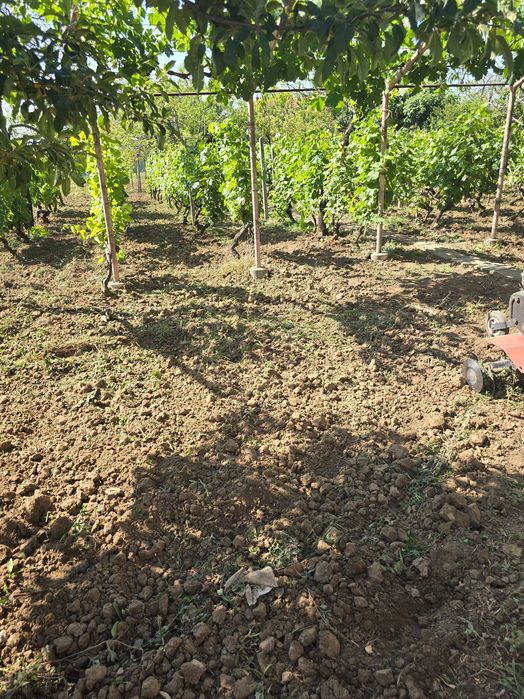 Продава се Къща в с. Калипетрово, Област Силистра - 45 кв.м за 680 €/кв.м - Снимка #15