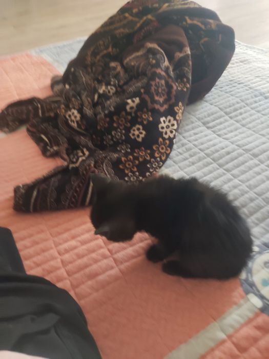 Котенок 2 месячный
