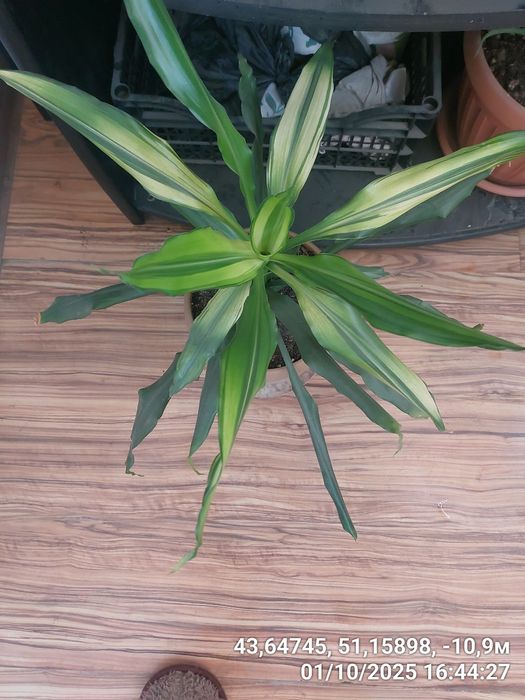 Продам домашний цветок