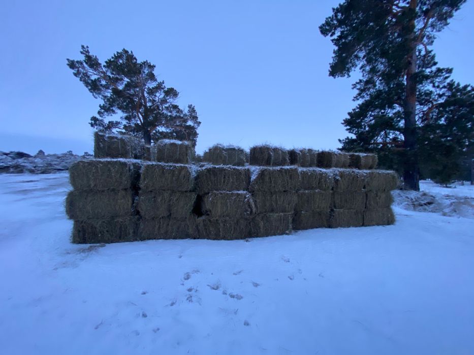 Продам сено тюк , рулон.