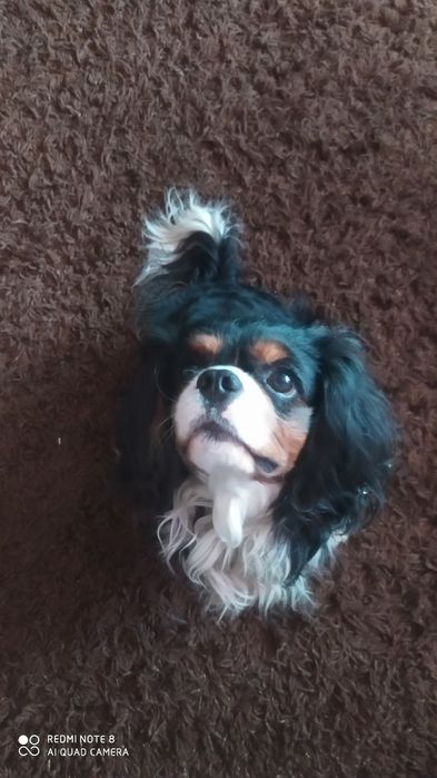 Кавалер Кинг Чарльз ищет подругу