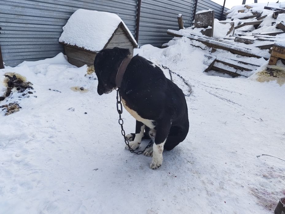 Продается алабай