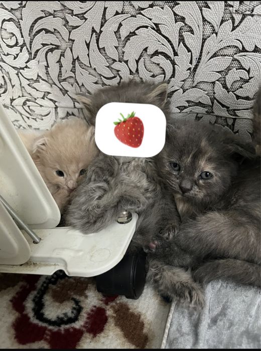 Тегін беремінннн