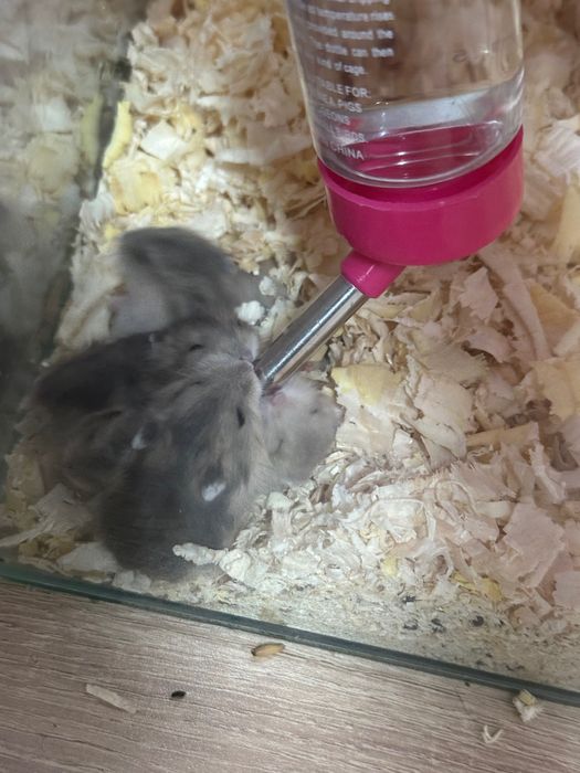 Хамстери Джуджета