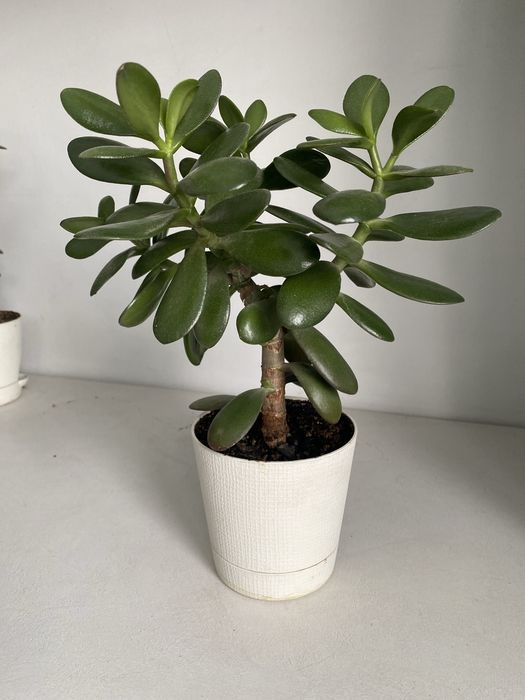 Денежное дерево крассула толстянка