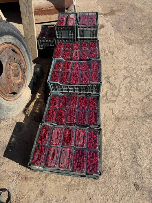 саженцы малины из польши сорт делнива. малина кучатлари делнива нави