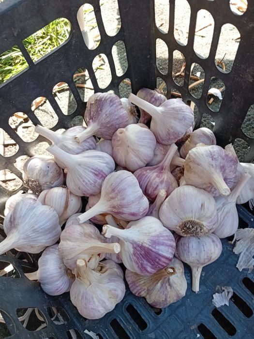 Продам озимый чеснок