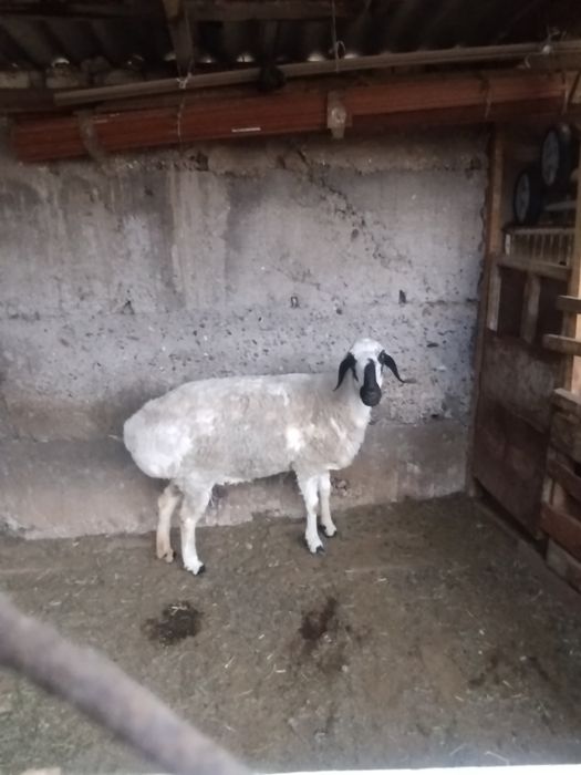 Қой сатылады семіз