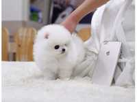 Pomeranian Boo Toy Second Hand Si Noi