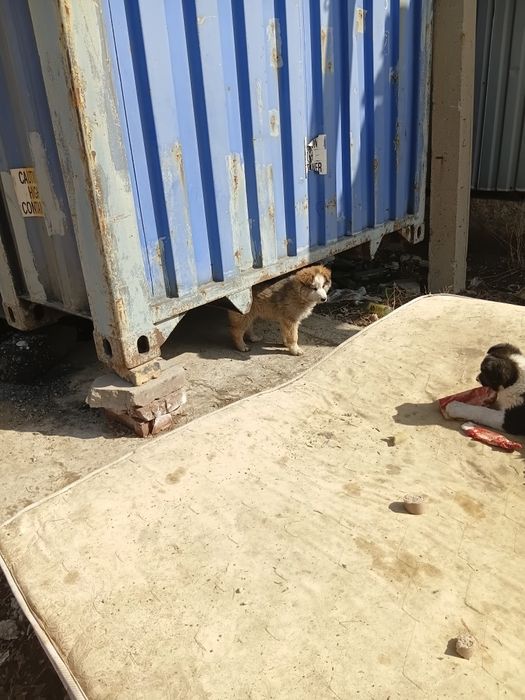 Щеночки в самые добрые руки