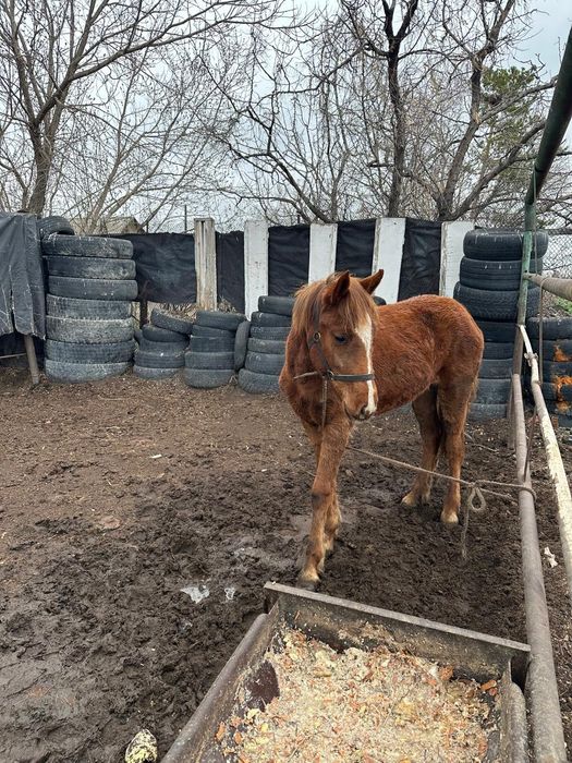 В продаже лошади