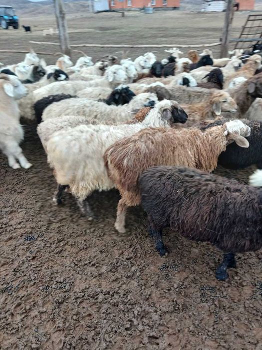 Продам баранов коз, доставка мүмкін Қарағанды, Шетск, Ақтоғай, Балқаш