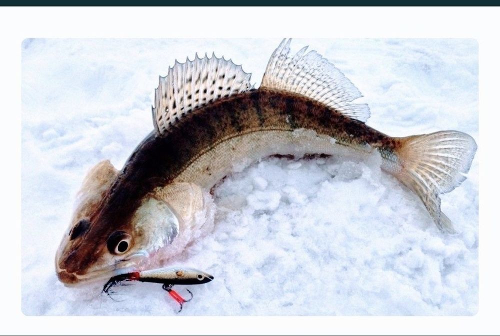 Судак свежий 1кг +