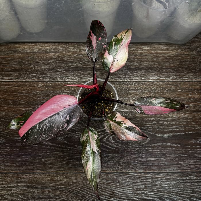 Филодендрон Розовая Принцесса Марбл