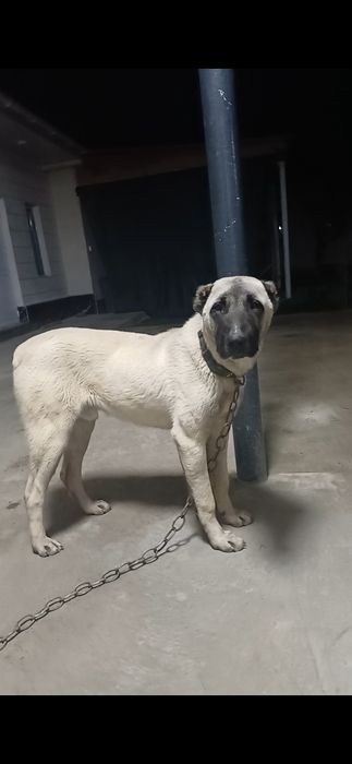 Алабай ит, күшік әле.